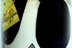 Polštářek s hafanem